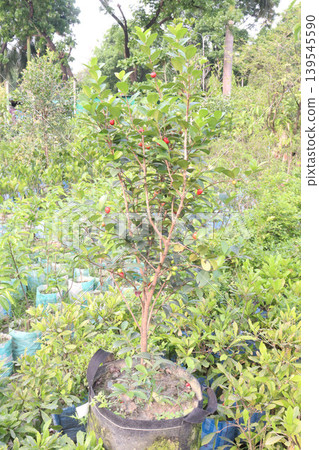 Cedar Bay Cherry, Eugenia reinwardtiana, Australian Beach Cherry, beach cherry, mountain stopper fruit plant Cedar Bay Cherry, Eugenia reinwardtiana, Australian Beach Cherry, beach cherry, mountain stopper fruit plant 139545590