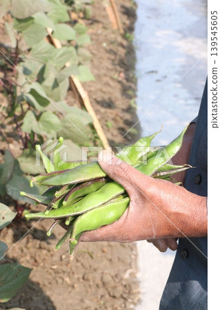 Red Edamame on tree in farm for harvest Red Edamame on tree in farm for harvest 139545605