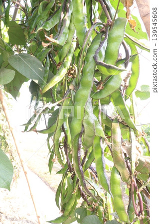 Red Edamame on tree in farm for harvest Red Edamame on tree in farm for harvest 139545608