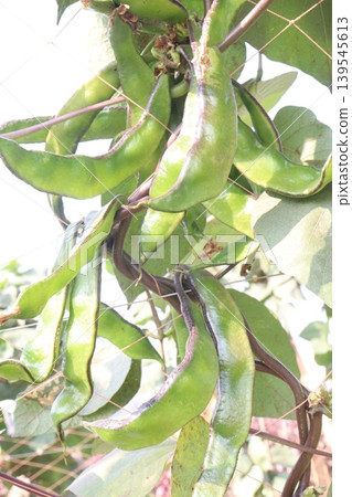 Red Edamame on tree in farm for harvest 139545613
