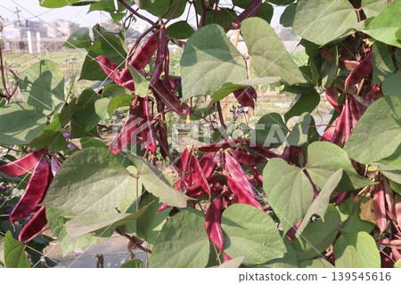 Red Edamame on tree in farm for harvest Red Edamame on tree in farm for harvest 139545616