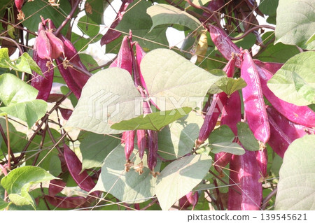 Red Edamame on tree in farm for harvest 139545621