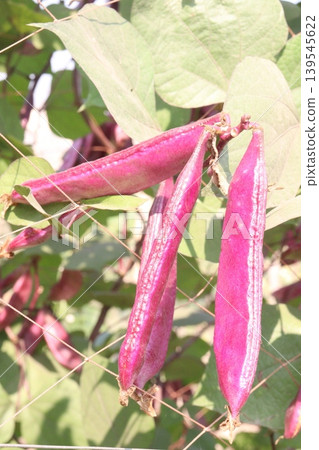 Red Edamame on tree in farm for harvest Red Edamame on tree in farm for harvest 139545622
