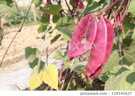 Red Edamame on tree in farm for harvest Red Edamame on tree in farm for harvest 139545627