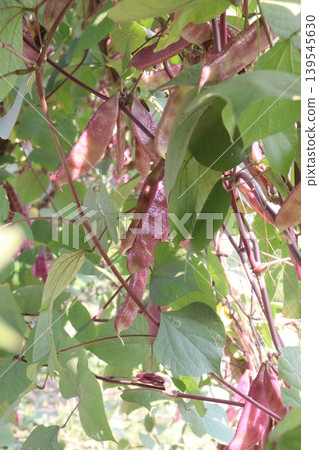 Red Edamame on tree in farm for harvest Red Edamame on tree in farm for harvest 139545630