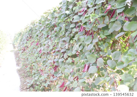 Red Edamame on tree in farm for harvest Red Edamame on tree in farm for harvest 139545632