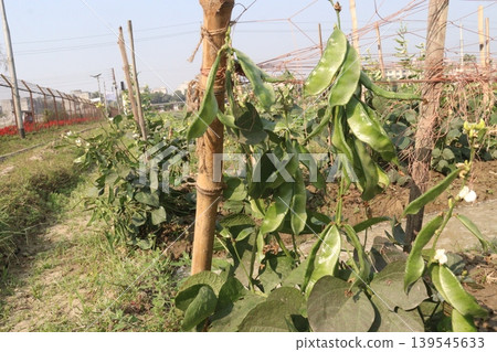Red Edamame on tree in farm for harvest Red Edamame on tree in farm for harvest 139545633