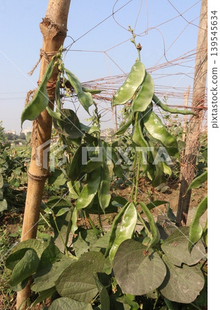 Red Edamame on tree in farm for harvest 139545634