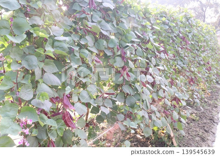 Red Edamame on tree in farm for harvest Red Edamame on tree in farm for harvest 139545639