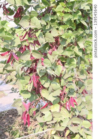 Red Edamame on tree in farm for harvest Red Edamame on tree in farm for harvest 139545640