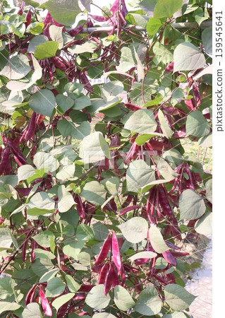 Red Edamame on tree in farm for harvest Red Edamame on tree in farm for harvest 139545641