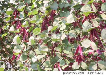 Red Edamame on tree in farm for harvest Red Edamame on tree in farm for harvest 139545642