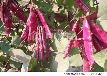 Red Edamame on tree in farm for harvest 139545643