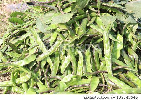 Red Edamame on tree in farm for harvest Red Edamame on tree in farm for harvest 139545646