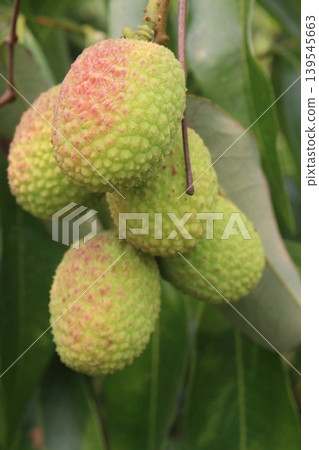 litchi bunch on tree in farm for harvest 139545663