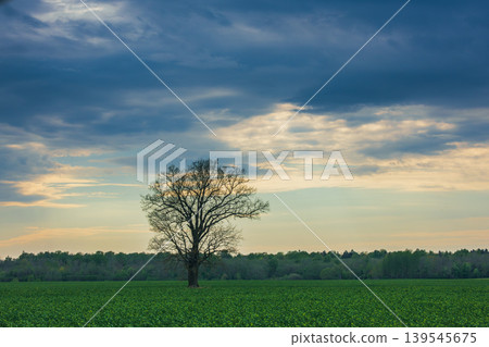 Spring oak tree in green meadow and blue sky Spring oak tree in green meadow and blue sky 139545675