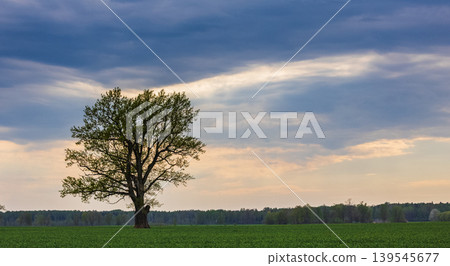 Spring oak tree in green meadow and blue sky Spring oak tree in green meadow and blue sky 139545677