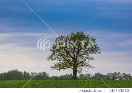 Spring oak tree in green meadow and blue sky Spring oak tree in green meadow and blue sky 139545680