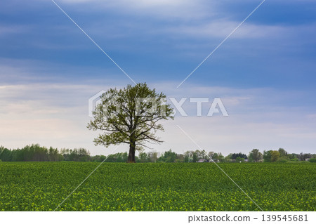 Spring oak tree in green meadow and blue sky Spring oak tree in green meadow and blue sky 139545681