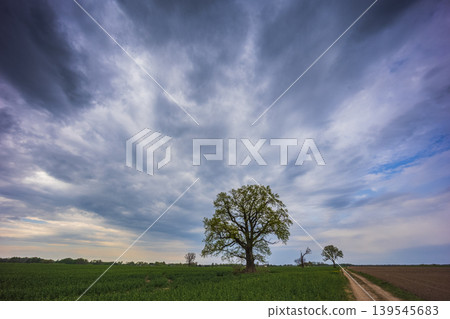 Spring oak tree in green meadow and blue sky 139545683