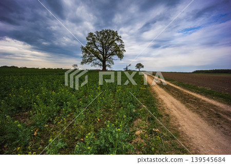 Spring oak tree in green meadow and blue sky Spring oak tree in green meadow and blue sky 139545684
