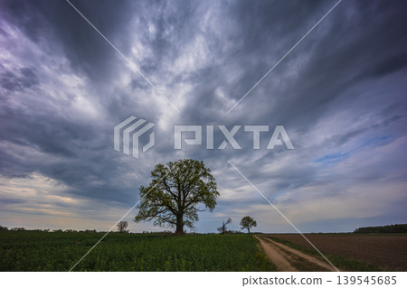 Spring oak tree in green meadow and blue sky Spring oak tree in green meadow and blue sky 139545685