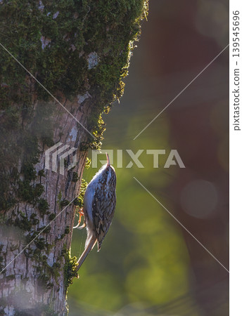 Tree creeper bird foraging on tree trunk 139545696