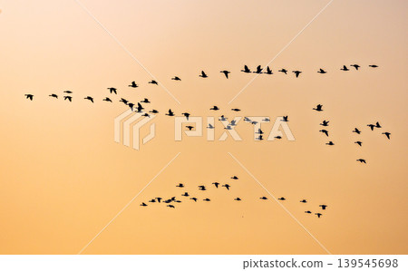 A beautiful sunrise with flocks of birds soaring in the sky 139545698