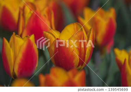 Bicolored red and yellow tulips in sunny day fully open with green background close up Bicolored red and yellow tulips in sunny day fully open with green background close up 139545699