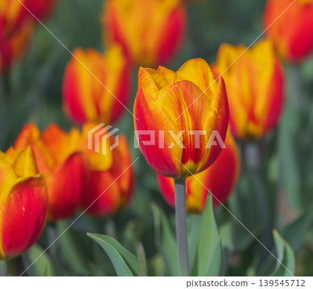 Bicolored red and yellow tulips in sunny day fully open with green background close up Bicolored red and yellow tulips in sunny day fully open with green background close up 139545712