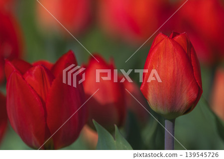 Bicolored red tulips in sunny day fully open with green background close up Bicolored red tulips in sunny day fully open with green background close up 139545726