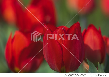 Bicolored red tulips in sunny day fully open with green background close up Bicolored red tulips in sunny day fully open with green background close up 139545727