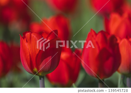 Bicolored red tulips in sunny day fully open with green background close up Bicolored red tulips in sunny day fully open with green background close up 139545728
