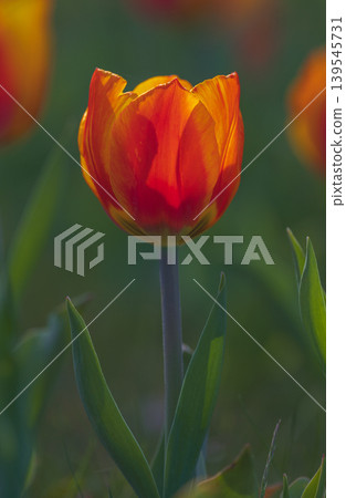 Bicolored red and yellow tulips in sunny day fully open with green background close up Bicolored red and yellow tulips in sunny day fully open with green background close up 139545731