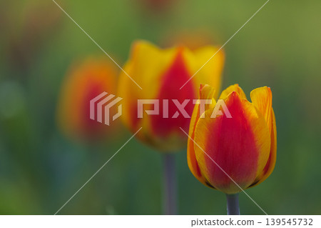 Bicolored red and yellow tulips in sunny day fully open with green background close up 139545732