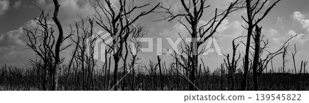 Silhouette of dead tree against dark dramatic sky on Halloween night representing horror atmosphere fear and despair in eerie forest setting with strong shadow contrast and haunting mood. Silhouette of dead tree against dark dramatic sky on Halloween night representing horror atmosphere fear and despair in eerie forest setting with strong shadow contrast and haunting mood. 139545822