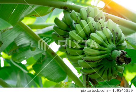 Banana tree with green raw bananas and lush leaves. Tropical cultivated fruit, herbal medicine use for diarrhea and gastritis, organic food, and sustainable agriculture. Organic farming practices. Banana tree with green raw bananas and lush leaves. Tropical cultivated fruit, herbal medicine use for diarrhea and gastritis, organic food, and sustainable agriculture. Organic farming practices. 139545839