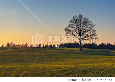 Landscape of green wavy field with a tree 139545853