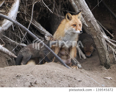 The little fox that came out with its mother 139545872