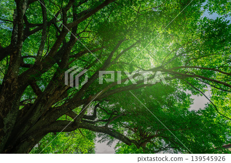 Green tree in forest. Nature background for carbon neutrality. Natural carbon sink fight climate change. Sustainability in carbon-neutral ecosystems. Sustainable environment. Natural carbon capture. 139545926
