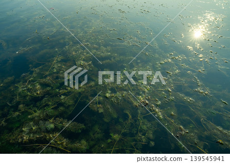 Hydrilla or waterthyme. Hydrilla verticillata. Invasive species in freshwater lake. Aquatic weed. Hydrilla disrupting aquatic ecosystems. Submerged vegetation. Water plants. Environmental issues. Hydrilla or waterthyme. Hydrilla verticillata. Invasive species in freshwater lake. Aquatic weed. Hydrilla disrupting aquatic ecosystems. Submerged vegetation. Water plants. Environmental issues. 139545941