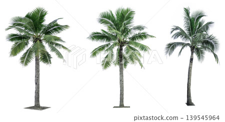Coconut tree isolated on white background used for advertising decorative architecture. Summer and paradise beach concept. Tropical coconut tree isolated. Palm tree with green leaves in summer. Coconut tree isolated on white background used for advertising decorative architecture. Summer and paradise beach concept. Tropical coconut tree isolated. Palm tree with green leaves in summer. 139545964