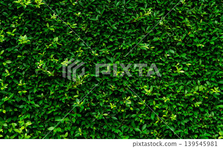 Closeup evergreen hedge plants. Small green leaves in hedge wall texture background. Eco evergreen hedge wall. Ornamental plant in backyard garden. Many leaves reduce dust in air. Natural backdrop. 139545981