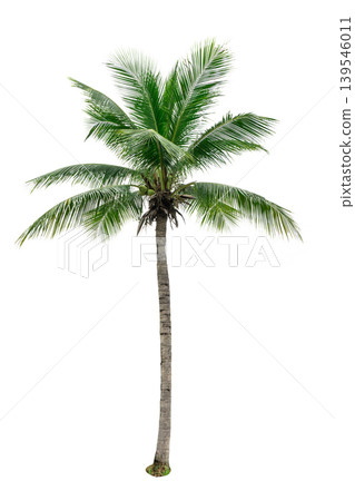 Tropical coconut tree isolated on white background for architecture and advertising design, summer beach concept with palm plant, perfect for tourism promotion, resort visuals and decorative landscape 139546011