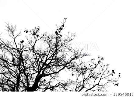 Silhouette of dead tree branches isolated on white background, black leafless twigs creating natural texture. Minimal design, spooky atmosphere, nature decay and abstract botanical graphic backdrop. Silhouette of dead tree branches isolated on white background, black leafless twigs creating natural texture. Minimal design, spooky atmosphere, nature decay and abstract botanical graphic backdrop. 139546015