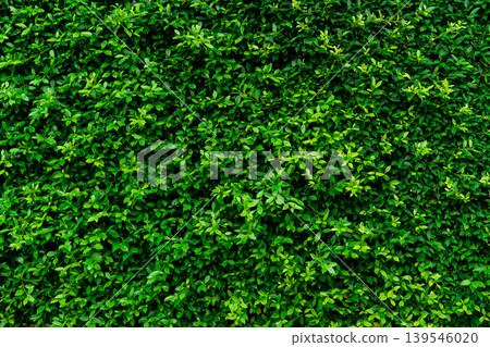 Closeup evergreen hedge plants. Small green leaves in hedge wall texture background. Eco evergreen hedge wall. Ornamental plant in backyard garden. Many leaves reduce dust in air. Natural backdrop. Closeup evergreen hedge plants. Small green leaves in hedge wall texture background. Eco evergreen hedge wall. Ornamental plant in backyard garden. Many leaves reduce dust in air. Natural backdrop. 139546020