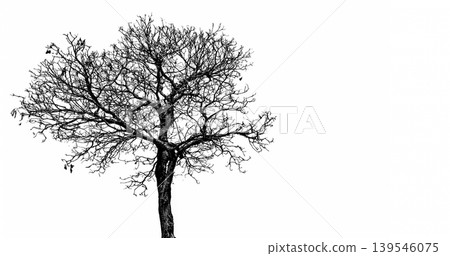 Silhouette of dead tree isolated on white background, minimal spooky composition for Halloween theme, representing death, loneliness and peaceful stillness in abstract artistic concept. Silhouette of dead tree isolated on white background, minimal spooky composition for Halloween theme, representing death, loneliness and peaceful stillness in abstract artistic concept. 139546075