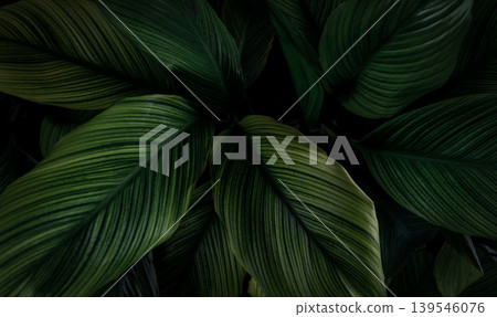 Closeup green leaves of tropical plant in garden. Dense dark green leaf with beauty pattern texture background. Green leaves for spa background. Green wallpaper. Top view ornamental plant in garden. Closeup green leaves of tropical plant in garden. Dense dark green leaf with beauty pattern texture background. Green leaves for spa background. Green wallpaper. Top view ornamental plant in garden. 139546076