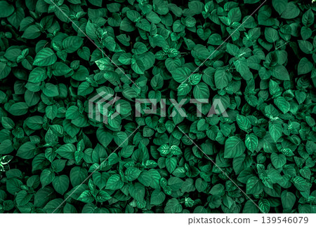 Dense dark green leaves in the garden. Emerald green leaf texture. Nature abstract background. Tropical forest. Above view of dark green leaves with natural pattern. Tropical plant wallpaper. Greenery Dense dark green leaves in the garden. Emerald green leaf texture. Nature abstract background. Tropical forest. Above view of dark green leaves with natural pattern. Tropical plant wallpaper. Greenery 139546079