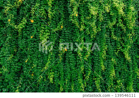 Green vine eco wall. Green creeping plant with wet leaves climbing on wall after rain. Green leaves texture background. Green leaves of ivy with raindrops. Sustainable building. Close to nature. Green vine eco wall. Green creeping plant with wet leaves climbing on wall after rain. Green leaves texture background. Green leaves of ivy with raindrops. Sustainable building. Close to nature. 139546111